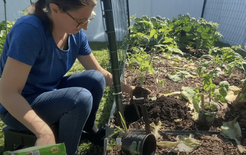 Transplanting Tomatoes